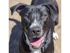 Adopt Chevy a Black - with White American Staffordshire Terrier / Boxer / Mixed