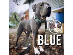 Adopt Big Blue Socks a Gray/Blue/Silver/Salt & Pepper American Pit Bull Terrier