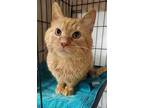 Adopt Chester a Orange or Red Domestic Mediumhair / Mixed (medium coat) cat in