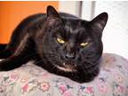 Adopt Bullet a Domestic Shorthair / Mixed (short coat) cat in Brigham City -