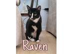 Adopt Raven a Domestic Shorthair / Mixed (short coat) cat in Brigham City -