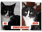 Adopt Wil a Domestic Shorthair / Mixed (short coat) cat in Brigham City - Ogden