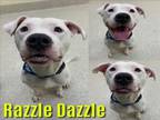 Adopt RAZZLE DAZZLE a Pit Bull Terrier