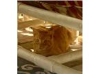 Adopt Crouton a Orange or Red Tabby Domestic Shorthair / Mixed (short coat) cat
