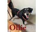 Adopt Ollie 28827 a Shepherd, Mixed Breed