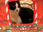 Adopt Panda a Domestic Shorthair / Mixed (short coat) cat in Dalton