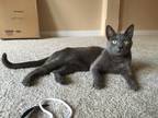 Adopt Rhodey a Domestic Shorthair / Mixed (short coat) cat in Cincinnati