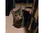 Adopt Katarina a Brown Tabby Domestic Shorthair / Mixed (short coat) cat in