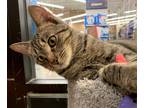 Adopt Tabitha kitten a Domestic Shorthair / Mixed (short coat) cat in