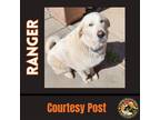 Adopt RANGER #5 a White Great Pyrenees / Golden Retriever / Mixed dog in