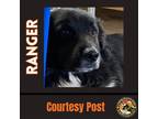 Adopt RANGER #4 a Black - with White Australian Shepherd / Mixed dog in