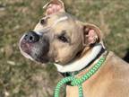 Adopt OZZY a Pit Bull Terrier, Mixed Breed