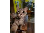 Adopt ZCL-C-BOO a Gray or Blue (Mostly) Domestic Shorthair / Mixed (short coat)