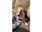 Adopt Sonny a Foxhound