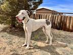 Adopt Lake a White Great Dane / Mixed dog in Dallas, TX (37799621)