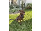 Adopt Paulette a Brown/Chocolate Labrador Retriever dog in Gig Harbor