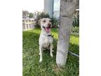 Adopt Alizeé a Labrador Retriever dog in Gig Harbor, WA (38036666)