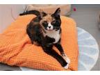 Adopt KissKiss a Domestic Shorthair / Mixed cat in Oakland, CA (37931580)