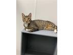 Adopt Caesar K a Brown Tabby Domestic Shorthair / Mixed (short coat) cat in