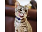 Adopt Aladdin a Gray, Blue or Silver Tabby Domestic Shorthair / Mixed cat in