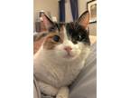 Adopt Tracey South a Calico or Dilute Calico Domestic Shorthair / Mixed (short