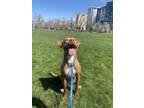 Adopt Ember a Brindle Hound (Unknown Type) / Vizsla dog in Denver, CO (38013286)