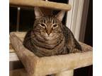 Adopt Kestrel a Spotted Tabby/Leopard Spotted Domestic Shorthair / Mixed cat in