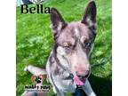 Adopt Bella - Adoption Pending a Brown/Chocolate Siberian Husky / German