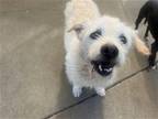 Adopt Coco a Standard Schnauzer / Poodle (Standard) / Mixed dog in Los Angeles