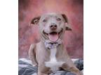 Adopt Gordita a Tan/Yellow/Fawn American Pit Bull Terrier / Mixed dog in Los