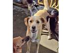 Adopt Skipper a Australian Cattle Dog / Labrador Retriever / Mixed dog in