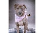 Adopt Katherine a American Pit Bull Terrier / Terrier (Unknown Type