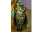 Adopt Christy * Long shot* a Domestic Shorthair / Mixed (short coat) cat in Ft.