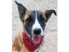 Adopt Koko - Local - sf a Brindle Australian Cattle Dog / Australian Shepherd