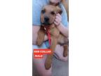 Adopt Bushwacker a Rottweiler dog in Mauston, WI (37797648)