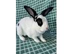 Adopt Emerson a Black Rex / Mixed (short coat) rabbit in Williston