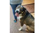 Adopt Blue a Rottweiler / German Shepherd Dog dog in Modesto, CA (37979859)