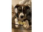 Adopt Blue a Rottweiler / German Shepherd Dog dog in Modesto, CA (37979859)