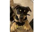 Adopt Buddy L a Rottweiler / German Shepherd Dog dog in Modesto, CA (37946057)