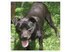 Adopt Spud a Black American Pit Bull Terrier / Labrador Retriever dog in