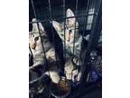 Adopt Croissant a Gray, Blue or Silver Tabby Domestic Shorthair cat in Surrey