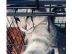 Adopt Apple a Gray, Blue or Silver Tabby Domestic Shorthair cat in Surrey