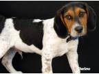 Adopt Oliver a Coonhound
