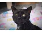 Adopt Google Silver FIV a Black & White or Tuxedo Domestic Shorthair / Mixed cat