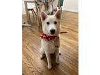 Adopt Mika a White Samoyed / Siberian Husky / Mixed dog in Dana Point