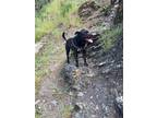 Adopt Max Boy a Black Labrador Retriever / Pit Bull Terrier / Mixed dog in Dana