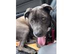 Adopt Clovis a Gray/Blue/Silver/Salt & Pepper Pit Bull Terrier / Mixed dog in