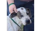 Adopt BRUTUS a Hound (Unknown Type) / Great Dane dog in Ola, AR (37794025)