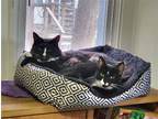 Adopt Frederick a Black & White or Tuxedo Domestic Longhair / Mixed (long coat)