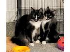 Adopt Bonded Pair - Frederick and Felicity a Black & White or Tuxedo Domestic